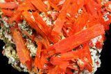 Bright Orange Crocoite Crystal Cluster - Tasmania #171691-1